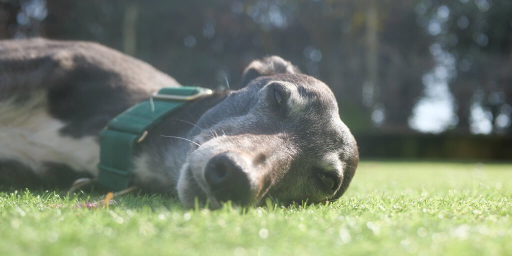 greyhound lying in the sun looking at the camera