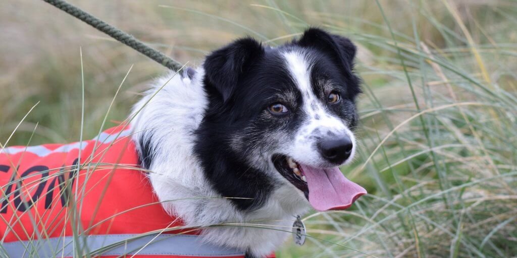 black and white collie on a lead in long grass