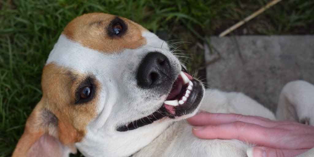 beagle looking at the camera while having a tummy rub