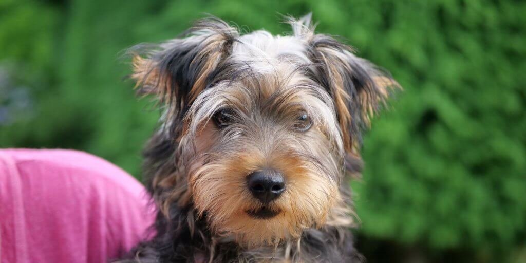 headshot of a black and tan terrier